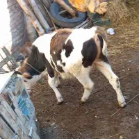 گوساله نر سیمینتال|حیوانات مزرعه|سیلوانه, |دیوار