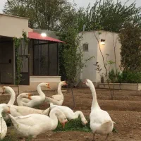 قوغاز چینی اصیل