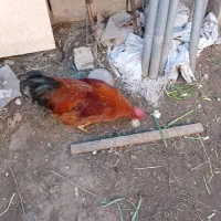 خروس|حیوانات مزرعه|هیر, |دیوار