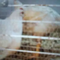 مرغ ارگانیک زنده