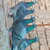 کفتر رنگ تیره تبعیدی