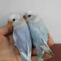جوجه طوطی برزیلی دستی