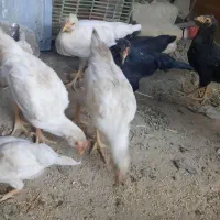 جوجه گلین ریش سفید و مشکی