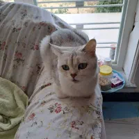 گربه بریتیش سیلورماده|گربه|شیراز, دوکوهک|دیوار