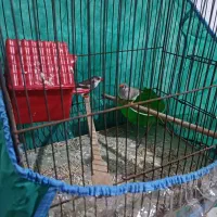 فنج|پرنده|میناب, |دیوار