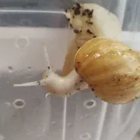 حلزون بالغ آلبینو