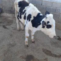 گوساله نر|حیوانات مزرعه|شیرین‌سو, |دیوار