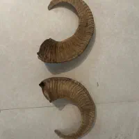 شاخ قوچ طبیعی تزئینی