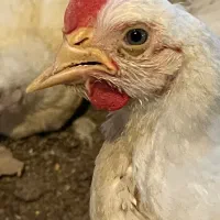 سالندار به همراه خانواده برای مرغداری