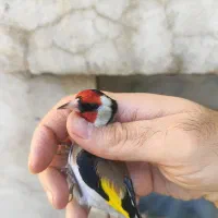 سهره نر گل بلند رخ اروپایی 22عدد