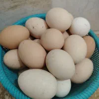 تخم مرغ نطفه دار