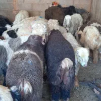 بره چاق هم برا  نذری خوبن هم پرواری