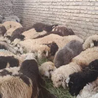 فروش گوسفند بره نر بار جدید رسید|حیوانات مزرعه|یزد, |دیوار
