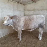گوساله شاروله چاق