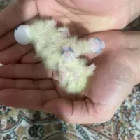 جفت عروس هلندی لوتینو و گلباقالی با دوتا جوجه|پرنده|ری, علایین|دیوار