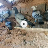 سوسکی کله سفید