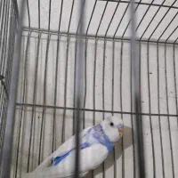 عروس و مرغ عشق|پرنده|بومهن, |دیوار