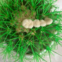 دندان سازی|خدمات آرایشگری و زیبایی|خوی, |دیوار