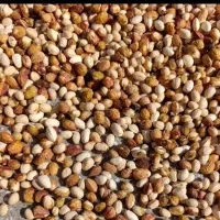 خرید پسته پوک وکال