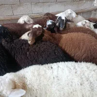 بره لاکن بره سال رومانوف وبره هترو|حیوانات مزرعه|کرج, خرمدشت|دیوار