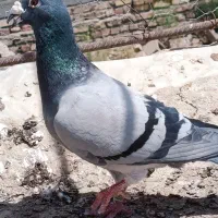 ۶۰۰|پرنده|هامون, |دیوار