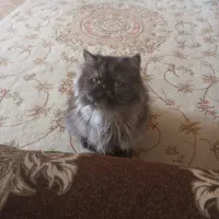 گربه پرشین خاکستری