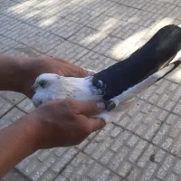 کفتردورود|پرنده|دورود, |دیوار