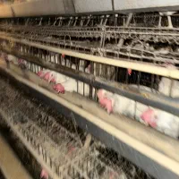 اگهی کار در مرغداری