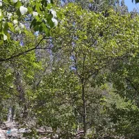 باغ کشاورزی|فروش زمین و ملک کلنگی|شهمیرزاد, |دیوار