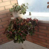 گل آپارتمانی|گل و گیاه طبیعی|اصفهان, رکن الدوله شرقی|دیوار