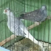 کبوتر الماسی