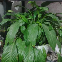 گل طبیعی زیبا وشاداب