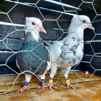 کبوتر طوقی نروماده هفترنگ سفید پرپر پالخت کاکل میخ