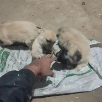 توله سگ پا کوتاه با اصل ونصب عالی به فروش میرسد|سگ|مه ولات, |دیوار