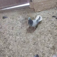 کبوتر