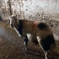 فروش قوچ
