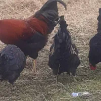 خروس محلی گوشتی|حیوانات مزرعه|ماکو, |دیوار