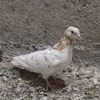 ماده زرد مفرق.معاوضه هم دارم با دوتا سیاه