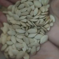 تخمه کدو آجیلی بوجاری شده|عمده‌فروشی|کلاله, |دیوار