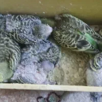 جوجه مرغ عشق