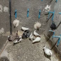10تا کفتر صید پرشی