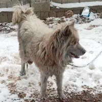 سگ هاسکی|سگ|اردبیل, |دیوار