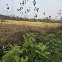 سی-هکتار-شالیزار-سنتی-زیر-کشت-قمت-متری390