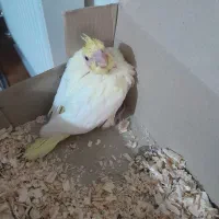 جوجه عروس هلندی