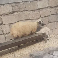 میش داشتی  با بره نر درجه یک