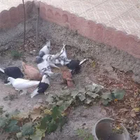 فروش یک لانه کبوتر|پرنده|تبریز, |دیوار