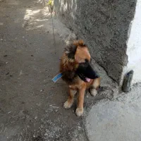 سگ ژرمن نر جوان