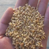 گندم آبی بذری