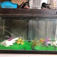 آکواریوم|ماهی|دلیجان, |دیوار