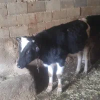 سه عدد گوساله نر